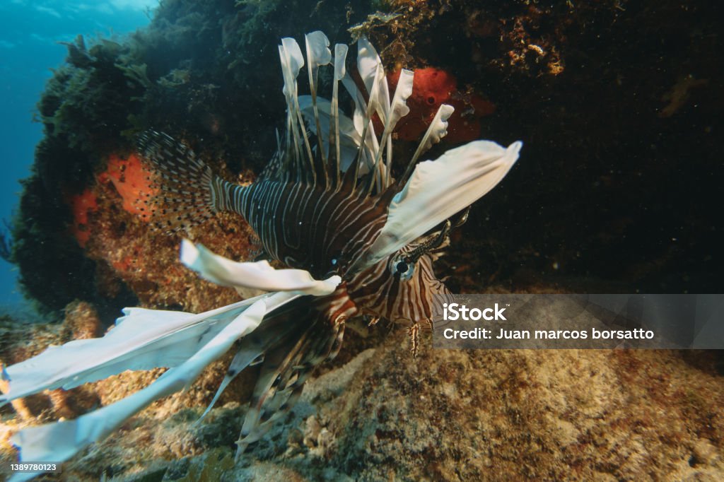 lionfish, an invasive species in the Mexican Caribbean, Pterois volitans lionfish, an invasive species in the Mexican Caribbean, Pterois volitans in mexico Mexico Stock Photo