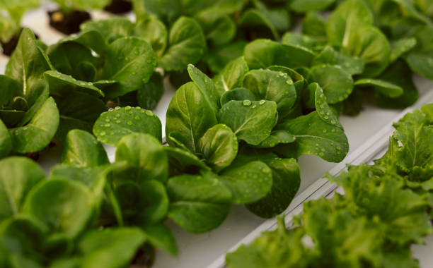 istock Green sprouts growing in hydroponic greenhouse 1389780257