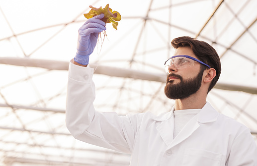From below of concentrated male biologist in protective glasses and gloves checking green lettuce while working in modern hothouse