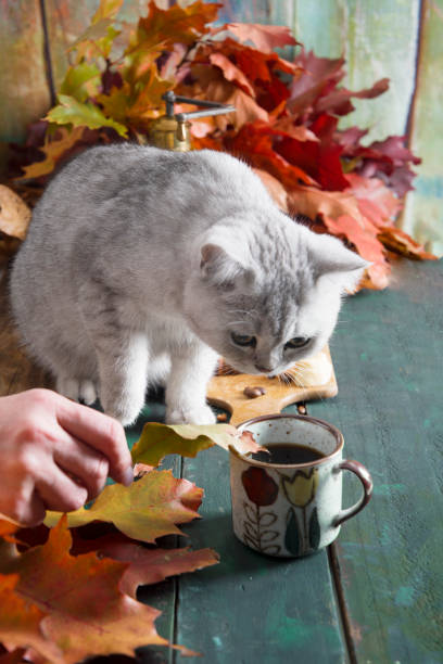 istock a curious kitten sits on a table with a banana pie against bright autumn leaves, 1389780889