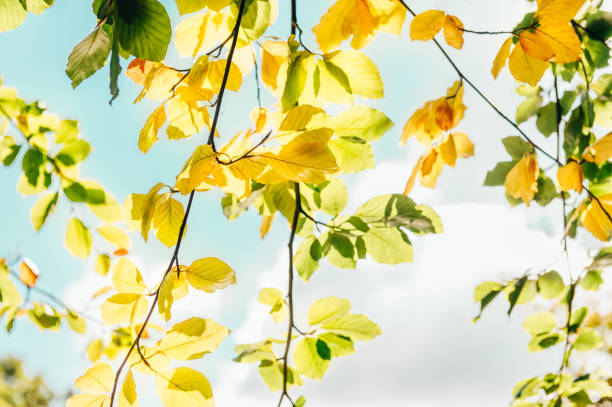 istock Autumn in the park 1389781813