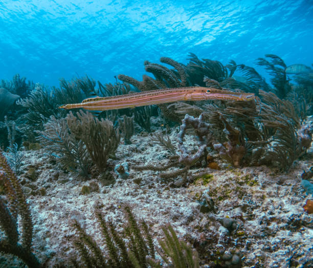 Aulostomus (Trumpetfish) hiding in the corals stock photo