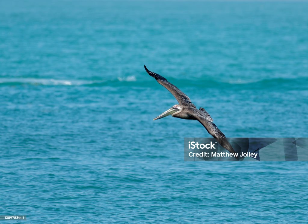 A brown pelican flying over the ocean A brown pelican flies over the ocean with wings spread as it searches for baitfish in the water Above Stock Photo
