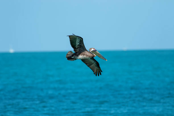istock Brown Pelican Soars over Ocean 1389783445