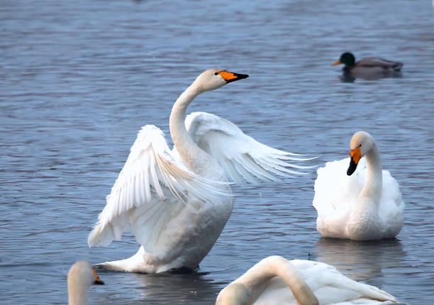 Wild white swans on the lake with opened wings