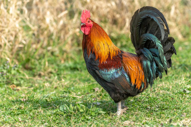 istock Farmyard rooster on an educational farm. 1389785259