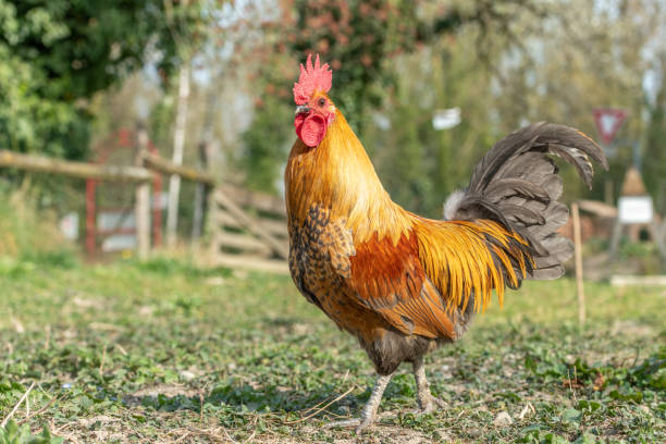 istock Farmyard rooster on an educational farm. 1389785260