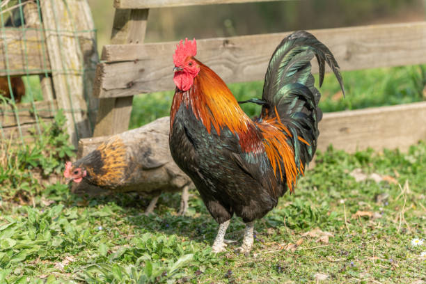 istock Farmyard rooster and hens on an educational farm. 1389785266