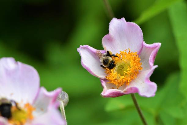 istock Bees on Pink and Yellow Flowers 1389788943