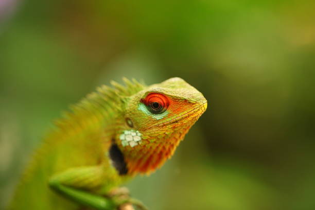istock chameleon sitting on a tree branch in a tropical garden 1389789244