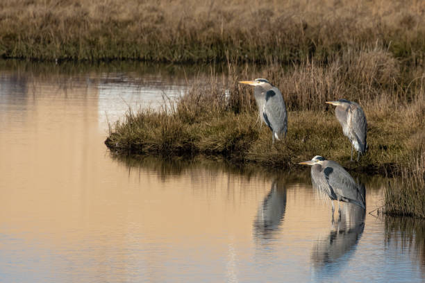 Great Blue Herons Congregate on Edmonds Tidal Marsh Great Blue Herons Congregate on Edmonds Tidal Marsh edmonds stock pictures, royalty-free photos & images