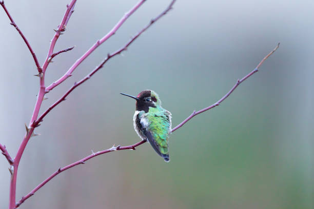 istock Male Anna's Hummingbird Rests on Red Bark Wild Rose 1389789401