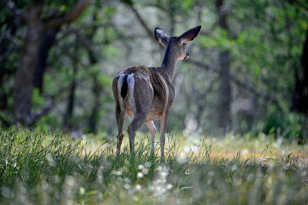 istock Pregnant Doe Looking Into the Woods 1389790602