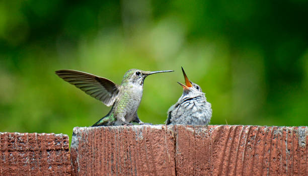 Fledgling Hummingbird Begging for Food stock photo