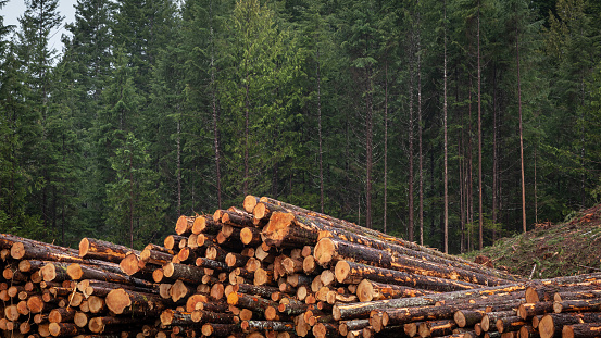 Clear-cut logging on Central Vancouver Island.