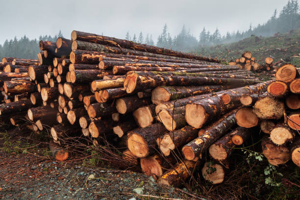 istock Logging Industry On Vancouver Island 1389791250