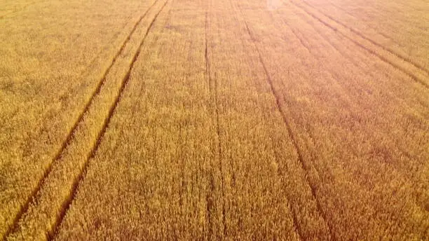 Photo of Flying over field of yellow ripe wheat. Natural background.