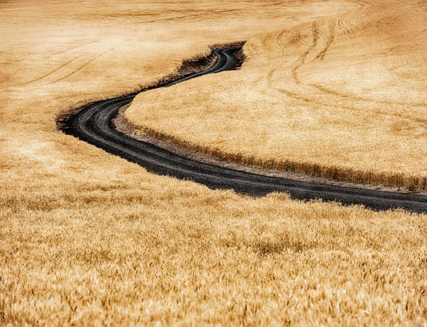 Car with an open door on a dirt road surrounded by fields of golden grain and yellow wildflowers. Dramatic cloudy sky creates an adventurous and serene mood in this expansive rural setting.