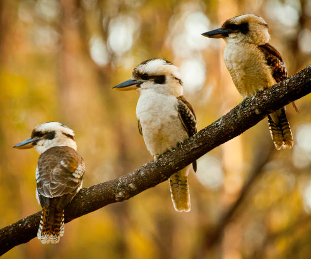 코오카부라 가족 - native bird 뉴스 사진 이미지