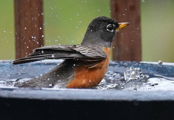 istock American Robin takes abath in the bird bath 1389799864