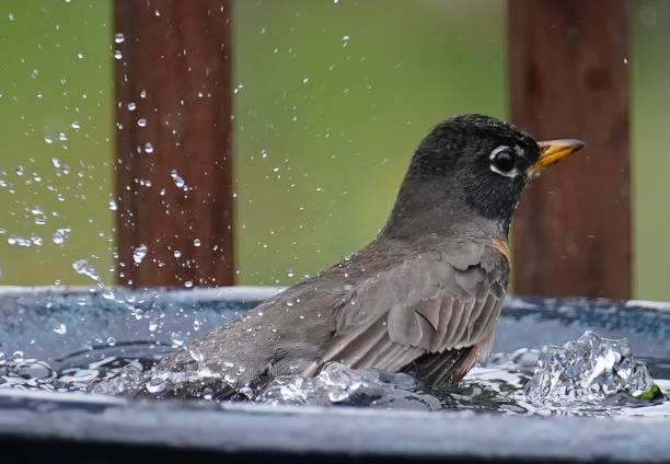 istock American Robin takes abath in the bird bath 1389799865