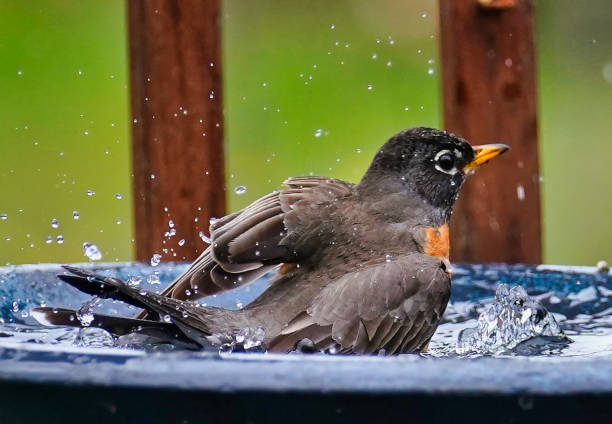 istock American Robin takes abath in the bird bath 1389799866