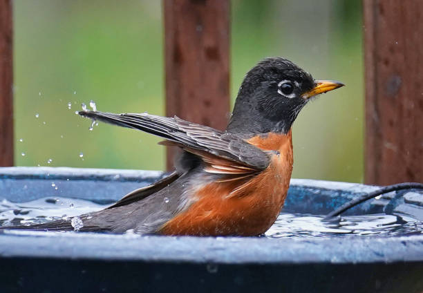 istock American Robin takes abath in the bird bath 1389799868