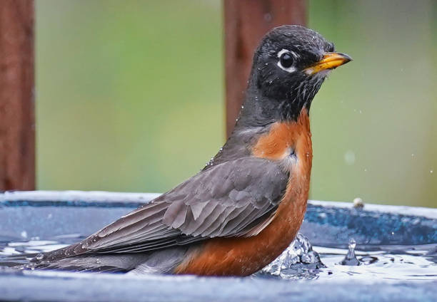 istock American Robin takes abath in the bird bath 1389799871
