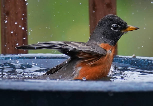 istock American Robin takes abath in the bird bath 1389799891