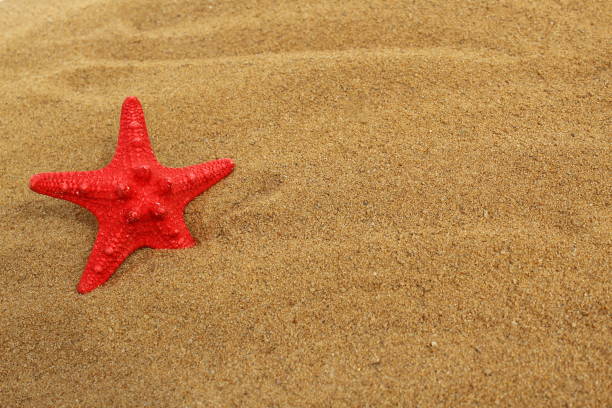 On the loose sand lies a red starfish.