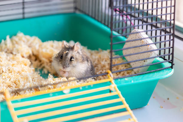 Funny hamster peeking out of cage, selective focus