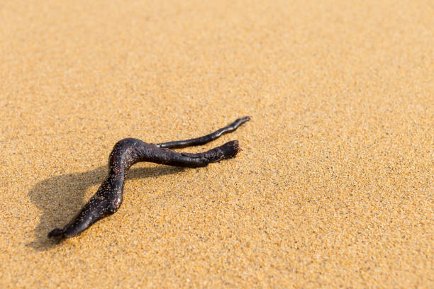 istock Dry tree branch on sandy beach, outdoor day light 1389802623