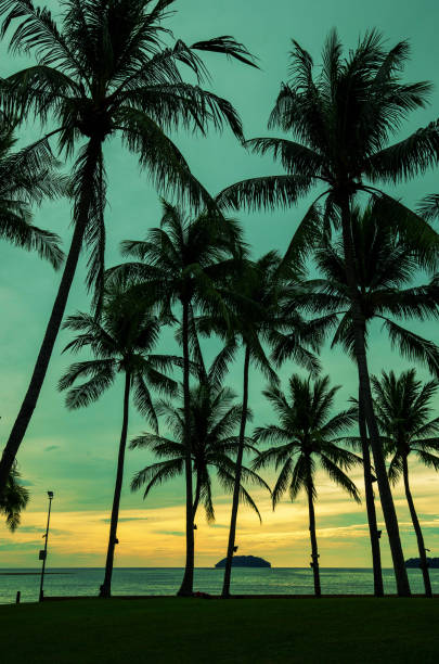 Silhouette Coconut Palm Tree On Beach