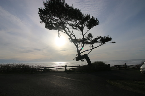 A hazy sunset is enhanced by a wind blown tree above the beach at Kalaloch on the Washington State Coast.