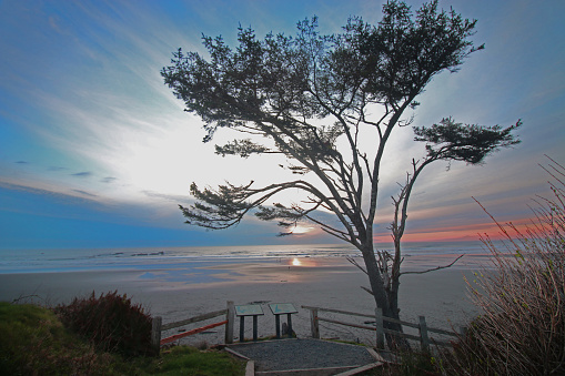 A hazy sunset is enhanced by a wind blown tree above the beach at Kalaloch on the Washington State Coast.