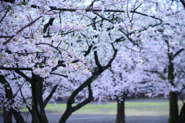istock Japanese aesthetic flower Cherry blossom. 1389809301