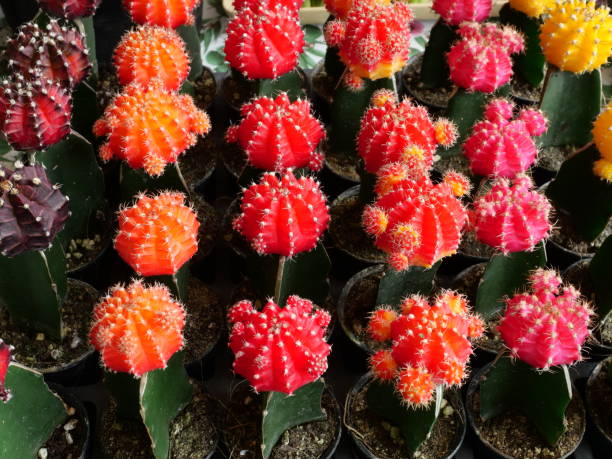 Group of  colorful Grafted or Moon Cactus blossom in pot, Orange with red with pink and yellow flower in the tree shop