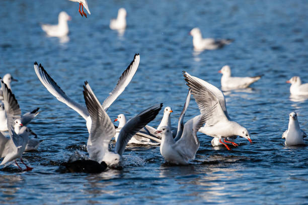 goéland à tête noire sur l’eau dans un étang de londres - oiseau marin photos et images de collection