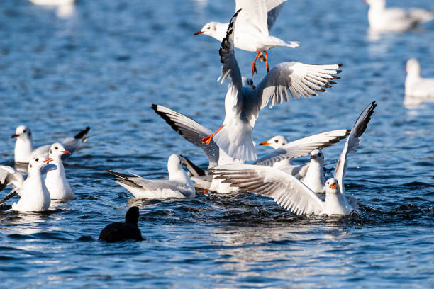 istock Black-headed gull on the water in a London Pond 1389811392