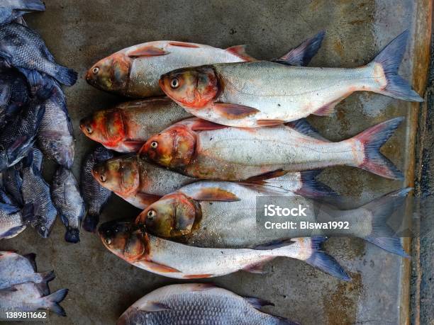 Silver Carp Fish Arranged In Row In Indian Fish Market For Sale Stock Photo - Download Image Now