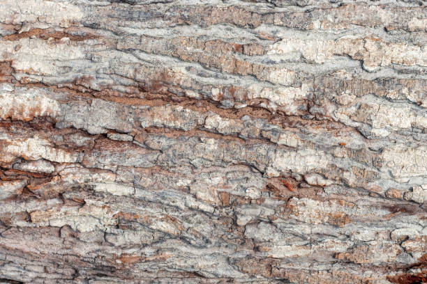 istock Rugged tree bark close up shot for background 1389812226