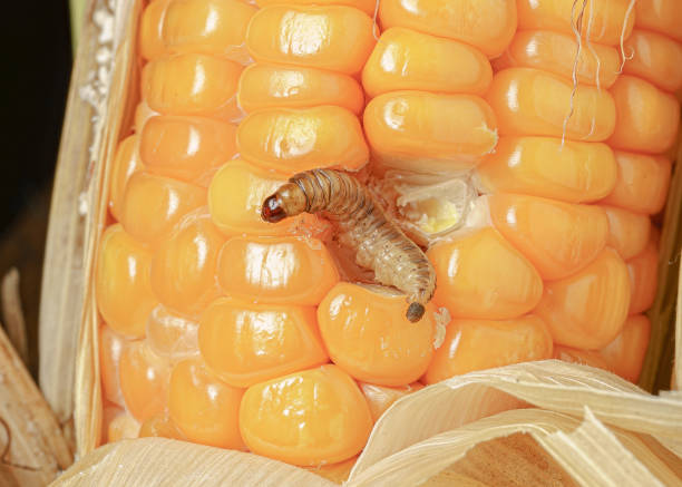 istock Fall armyworm on damaged corn with excrement. 1389812356
