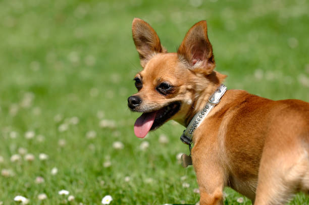 istock Chihuahua dog on green grass 1389812407