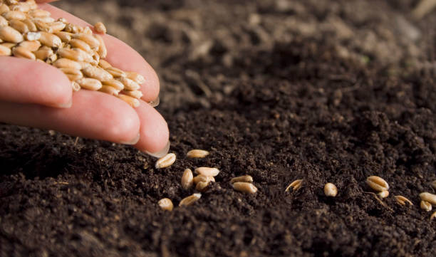 istock sowing wheat by hand in home garden 1389812486