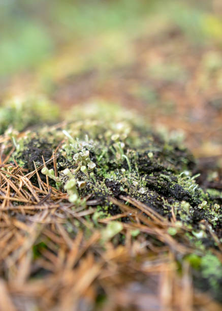 istock abstract bog moss, lichen and grass texture, bog vegetation, suitable for background 1389812497