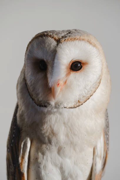 istock common barn owl Tyto albahead head close up 1389813023