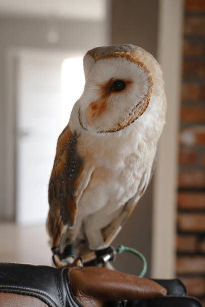 White owl close-up over the wall at home. Closeup portrait of wild bird Wisdom. education, clever
