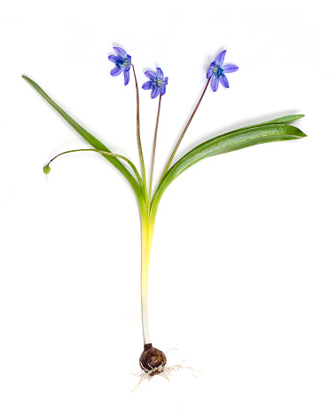 A blue snowdrop (Scilla) on a white background. A whole plant with a root system.
