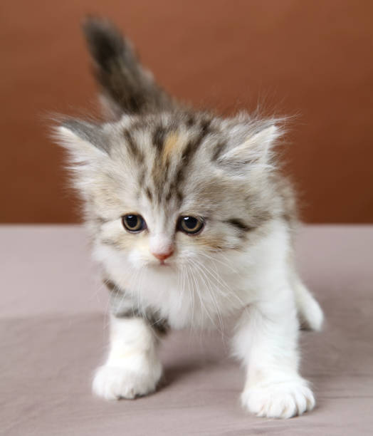 istock A small fluffy kitten on a brown background. 1389813599