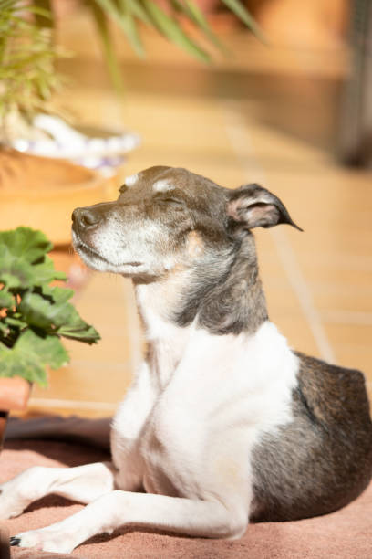 dog sunbathing in the backyard. selective focus. copy space